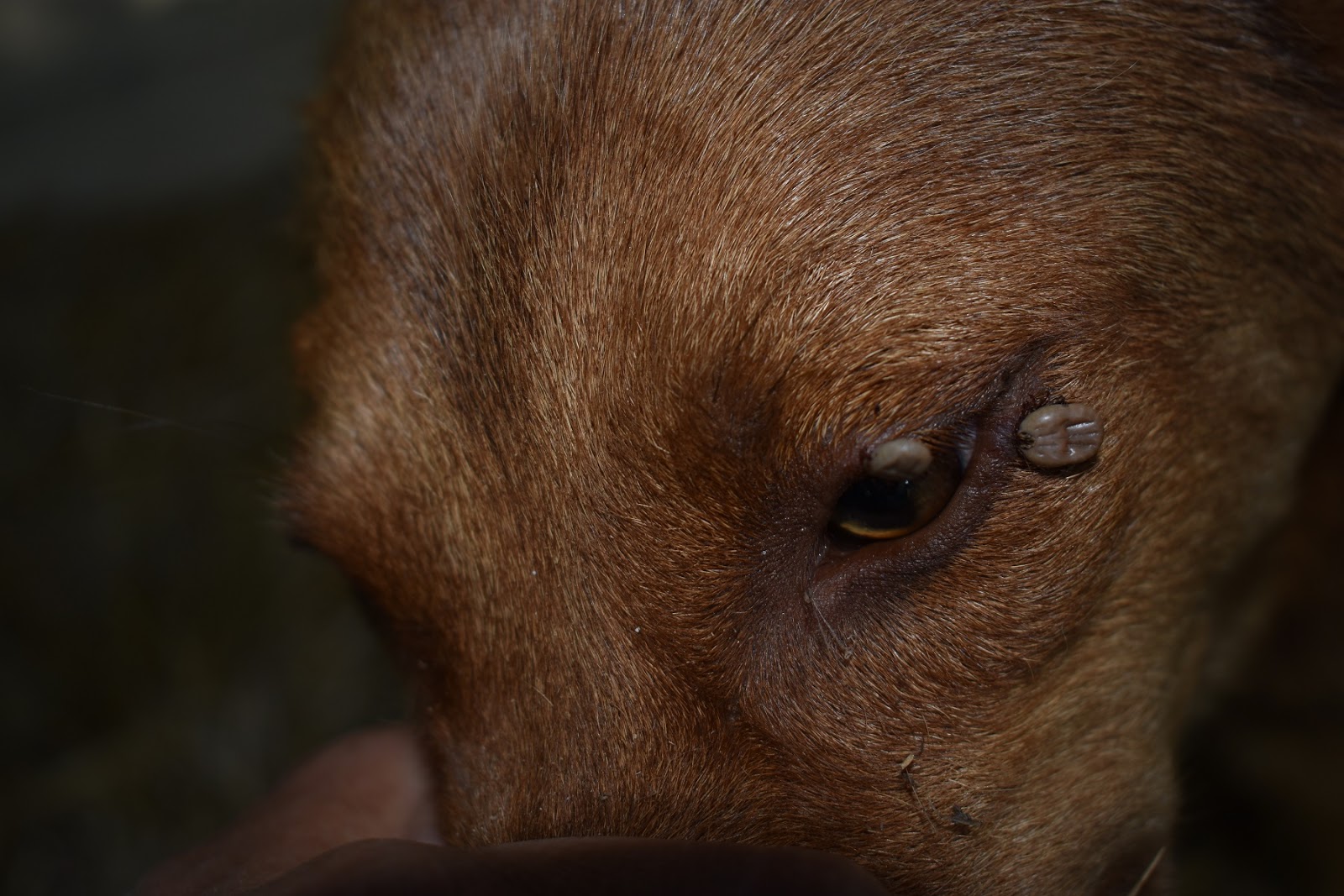 Red Lake Rosie's Rescue Woodticks, Mosquitos & Fleas, Oh My!!