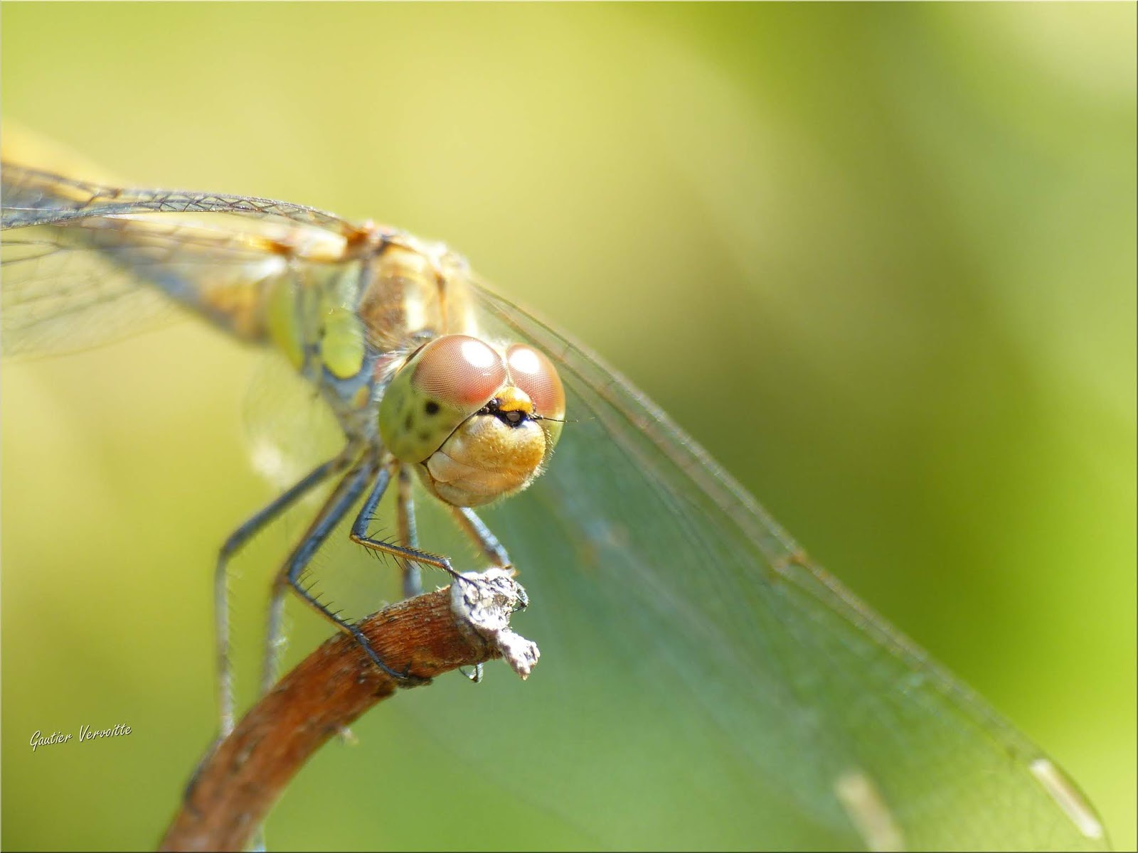 Les Libellules si rapides et importantes pour la Nature aussi