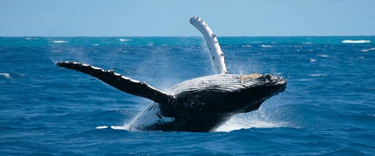 Migratory Blue Whales in Sri Lanka