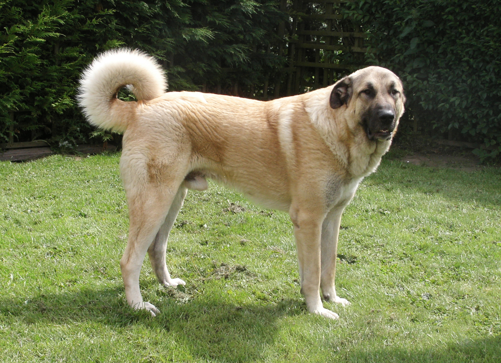 anatolian shepherd is this giant breed a good family pet