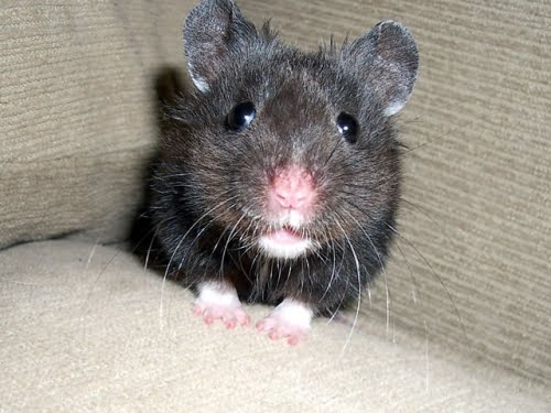 PuRpLe viOLet: syrian hamster - the black syrian hamster