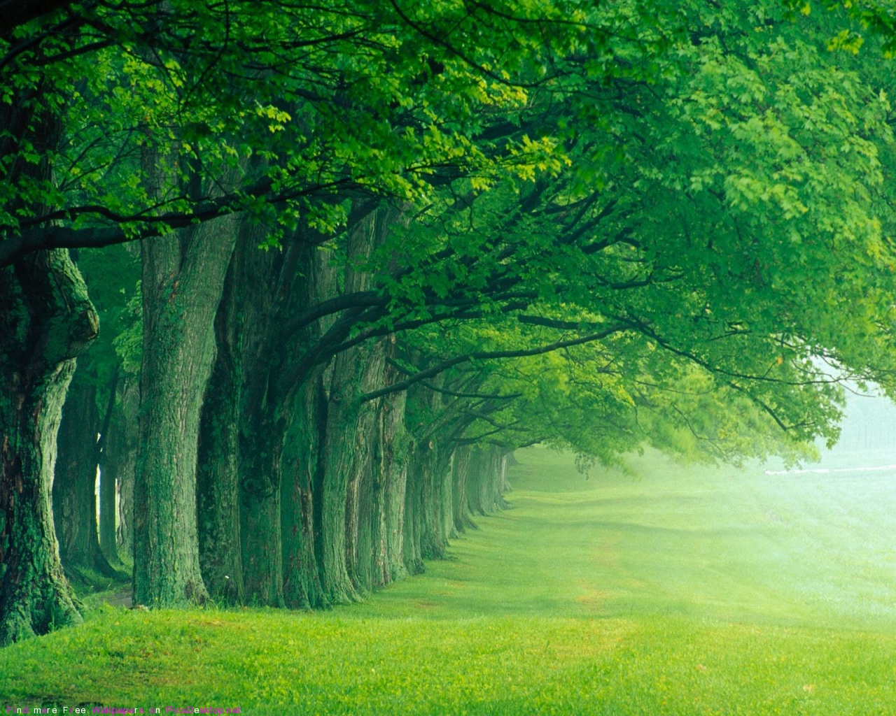 Download this Green Forest Best Wallpapers Images picture