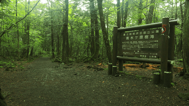 Alasan Aokigahara sering dijadikan daerah bunuh diri Seram! 5 Fakta Hutan Aokigahara, Tempat Sempurna Untuk Bunuh Diri di Jepang