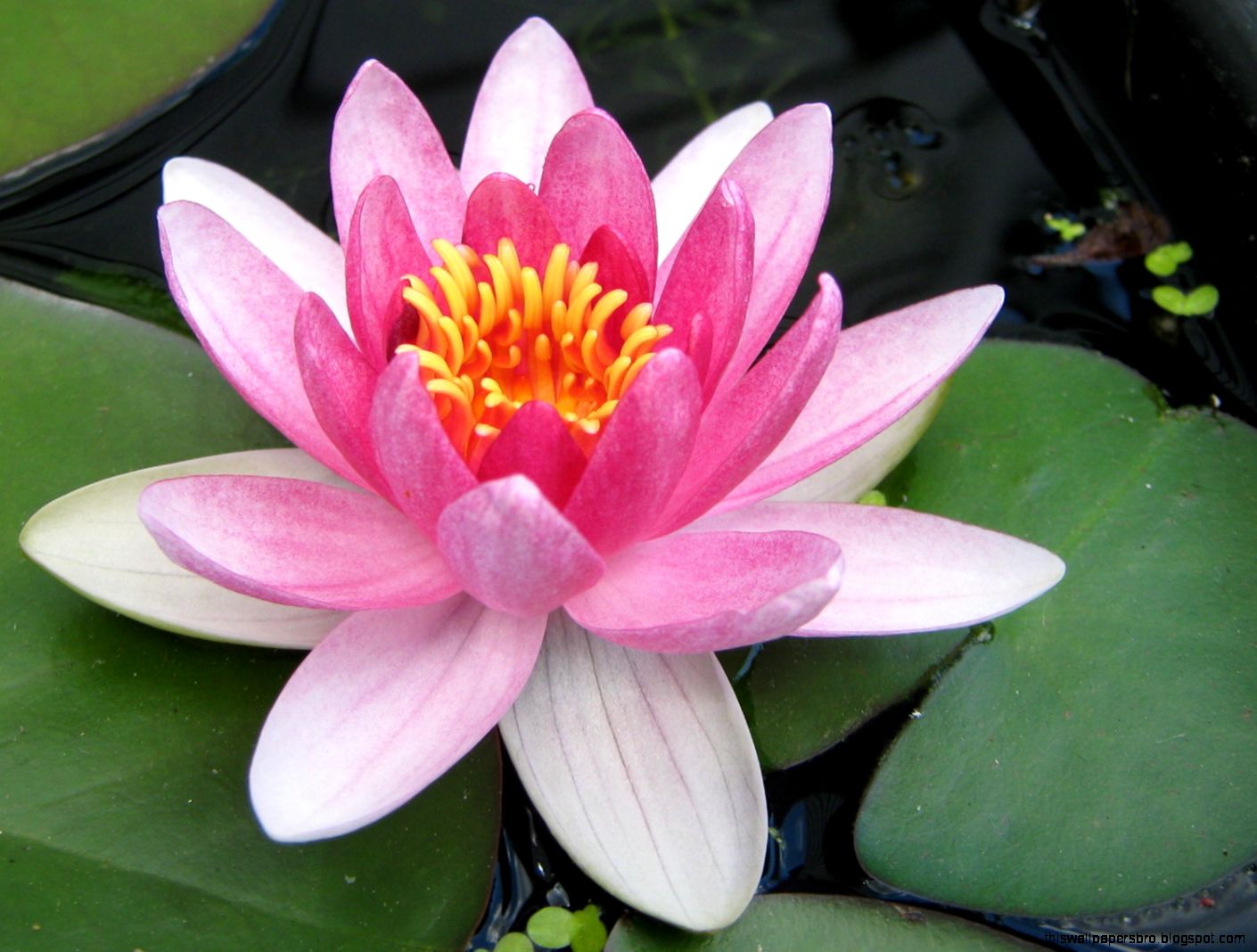 Water Lily Flower This Wallpapers