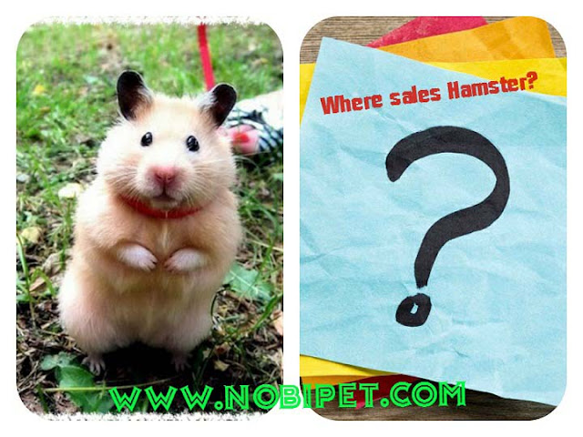 Nơi bán chuột hamster ở Đà Nẵng? noi-ban-chuot-hamster-o-da-nang-gia-re-nhat