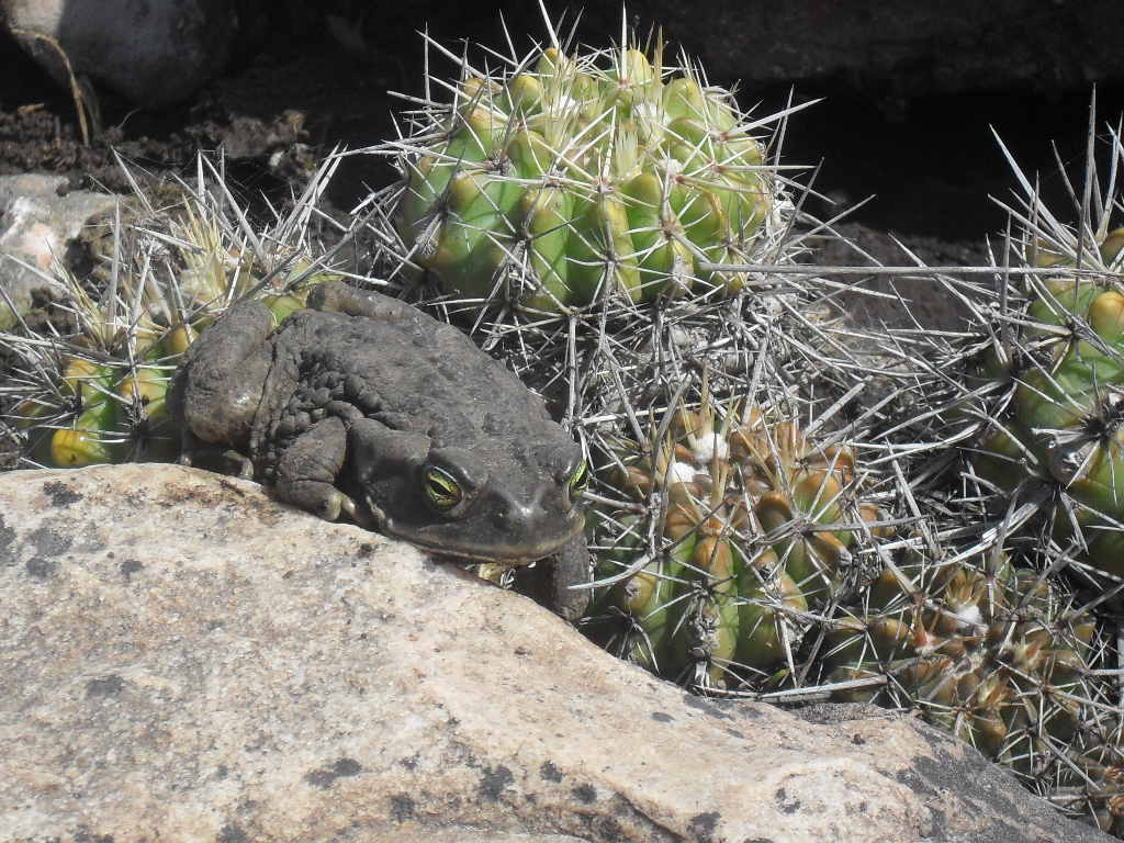 plantas de coleccion las sierras bayas