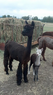 Cria and it's mother waiting to be fed.