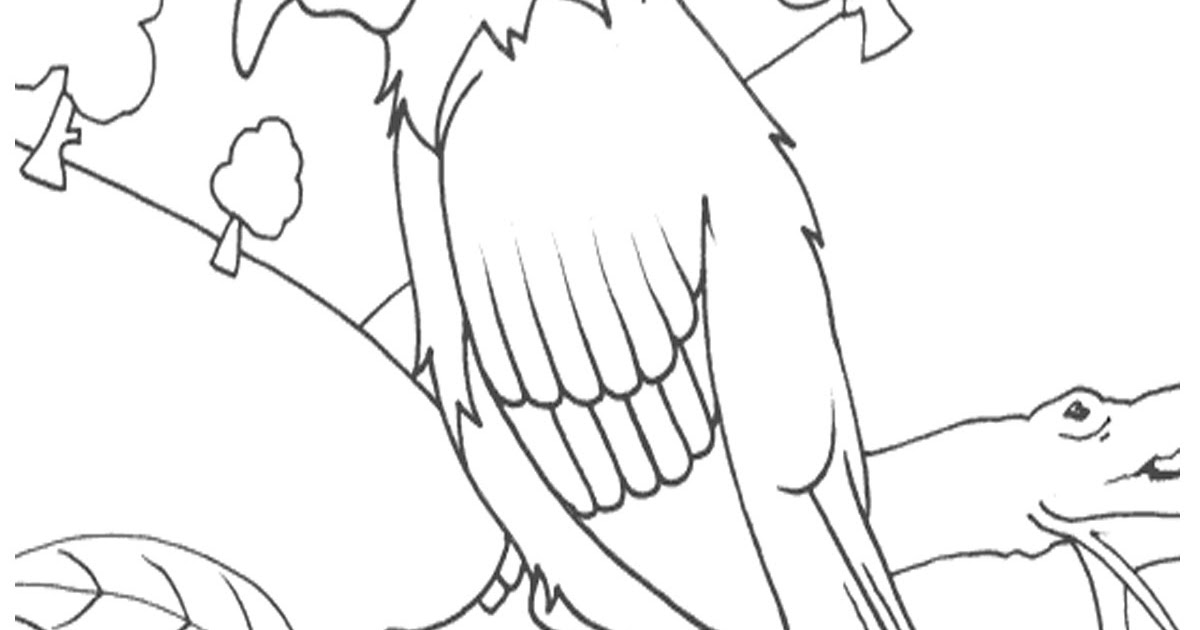 30 Trend Terbaru Sketsa Gambar Hewan Burung Beo - Tea And