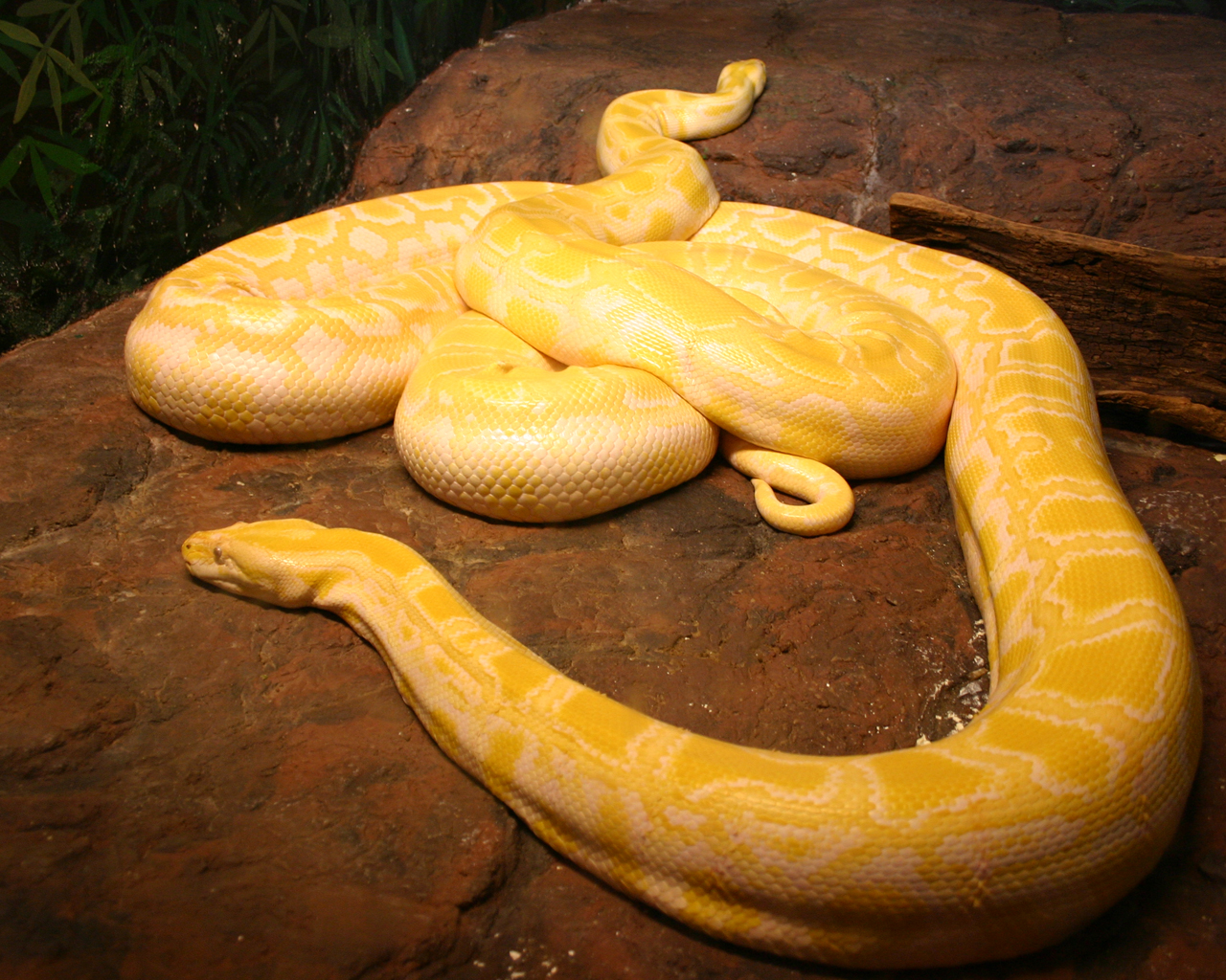 Удав размер. Тигровый питон альбинос. Змея тигровый питон альбинос. Тигровый питон желтый. Змея тигровый питон.