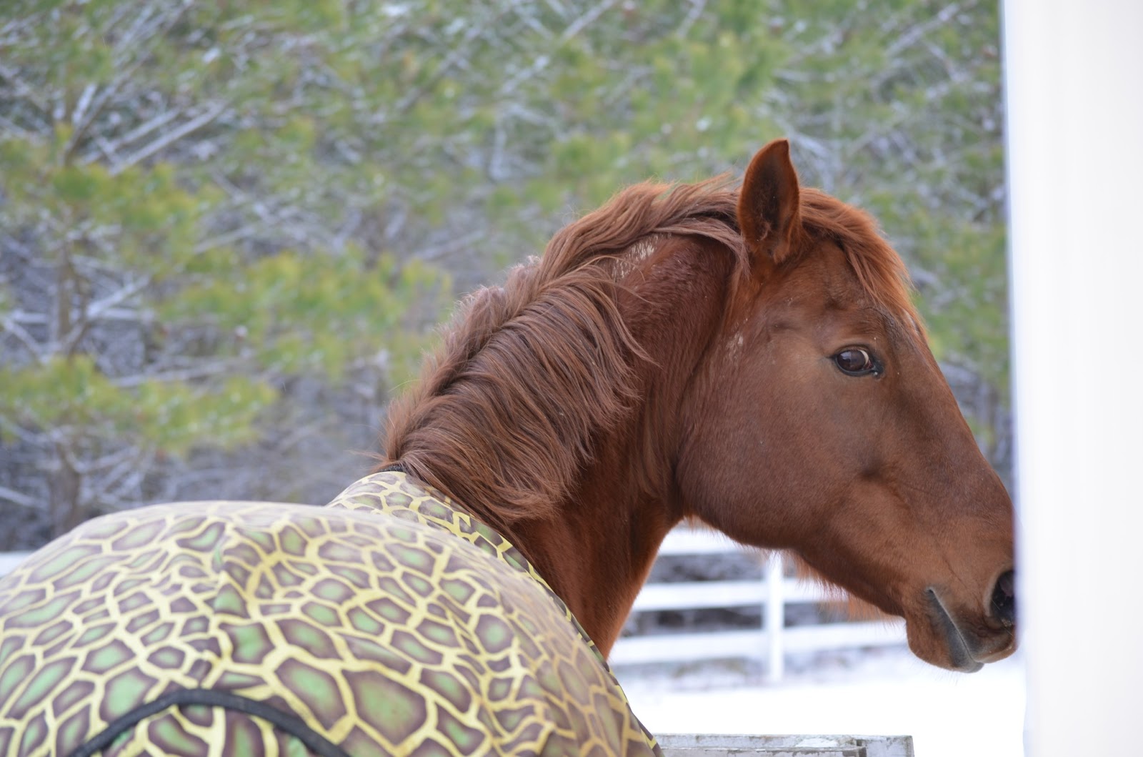BarnBugStudio HORSE SHENANIGANS