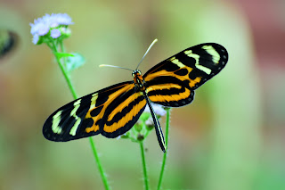 butterfly in Costa Rica