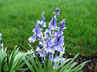 A low-res sample image of Hyacinths
