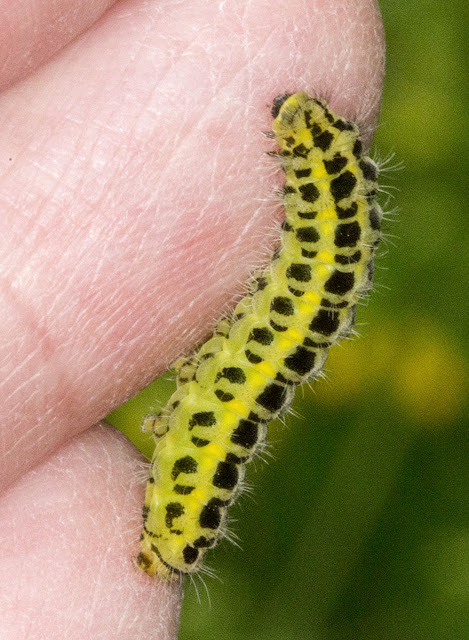 Larva of Six-spot Burnet, Zygaea filipendulae.  Downe Bank Nature Reserve, 16 June 2012.