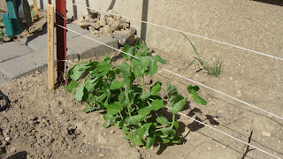 My High Desert Homestead: Preparing & Training Spring Peas