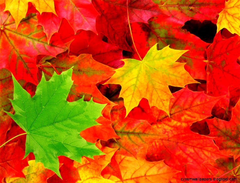 Autumn Desktop Wallpaper Windows 7 | Zoom Wallpapers