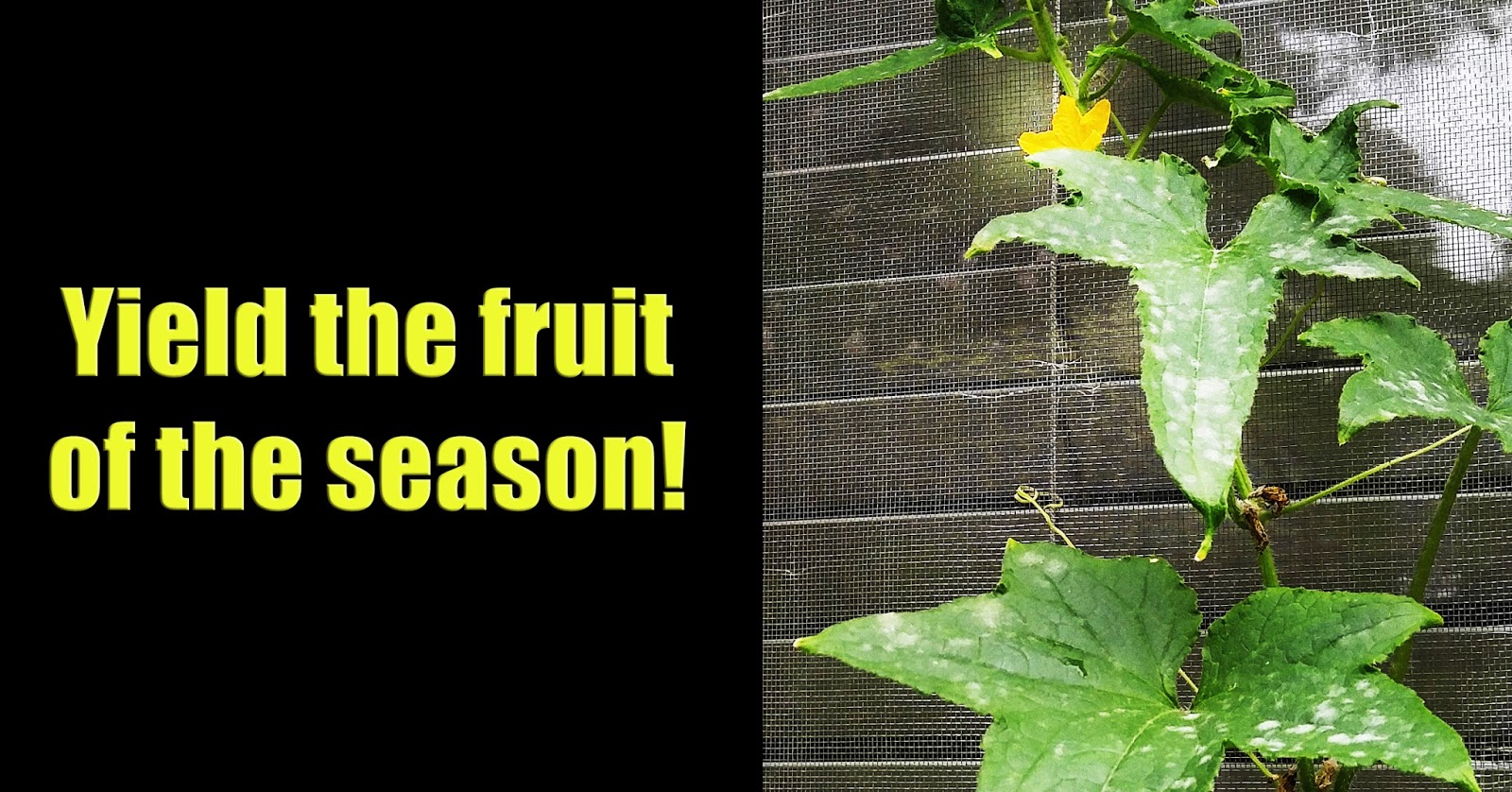Leb Blog Yield the fruit of the season!