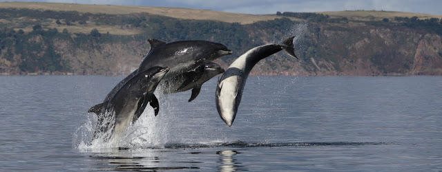 Fakta menarik tentang lumba-lumba Hidung botol