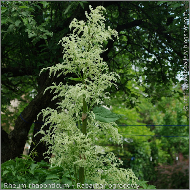 Rheum rhaponticum - Rabarbar ogrodowy kwiatostan