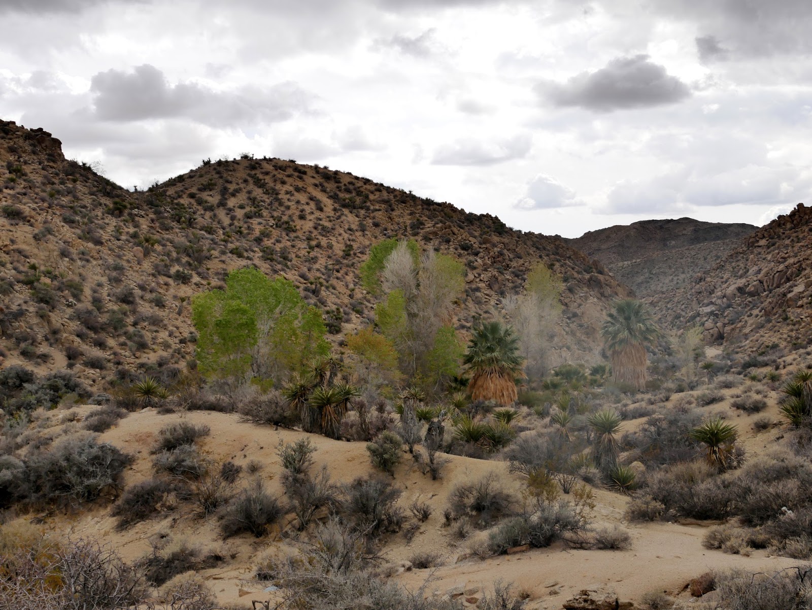 American Travel Journal Cottonwood Spring Joshua Tree National Park