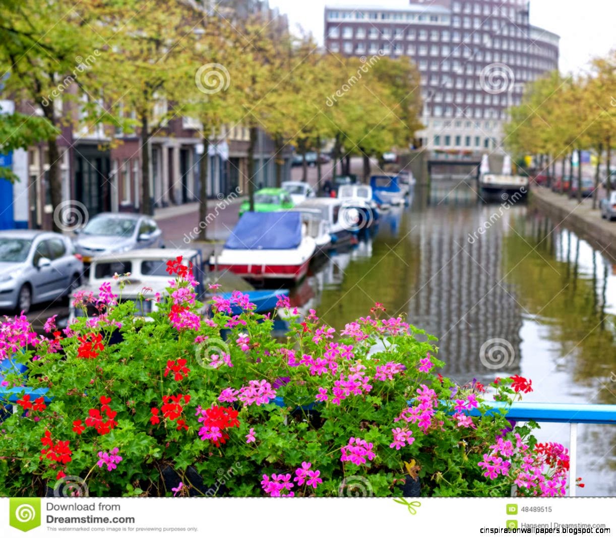 Blooming Flowers Stock Photo   Image 48489515