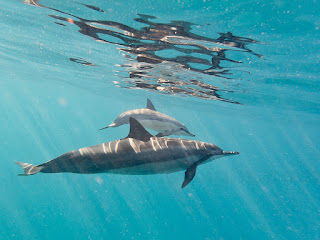 http://www.tropicallight.com/water/dolphins/19oct17dolphins/19oct17dolphins.html