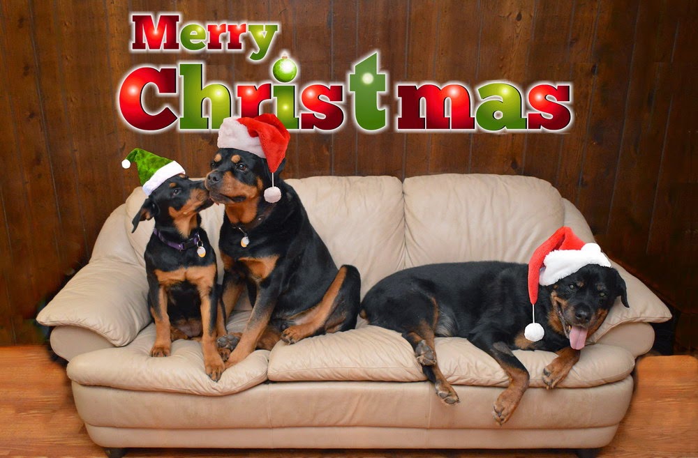 Living with Rottweilers: Merry Christmas, everyone.