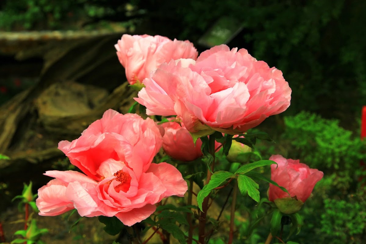 牡丹花是華人社會被認為是代表富貴吉祥的花,也是最難種植的「百花王」。 牡丹花是華人社會被認為是代表富貴吉祥的花,也是最難種植的「百花王」。