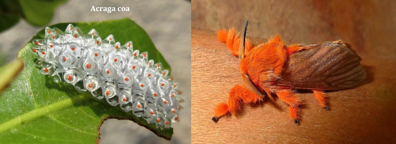 BIBOCA AMBIENTAL TODA LAGARTA VIRA BORBOLETA... OU MARIPOSA BIBOCA AMBIENTAL TODA LAGARTA VIRA BORBOLETA... OU MARIPOSA