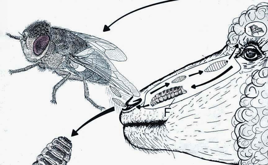 Есть личинок мух. Вольфартова Муха личинки. Эстроз овец жизненный цикл.
