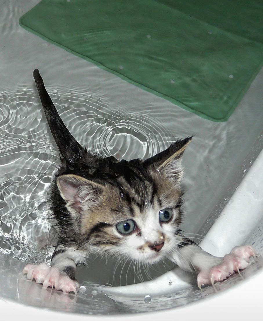 Мокрая киска с разговорами. Котенок в ванной. Котенок купается. Котенок купается в ванне. Кот моется.