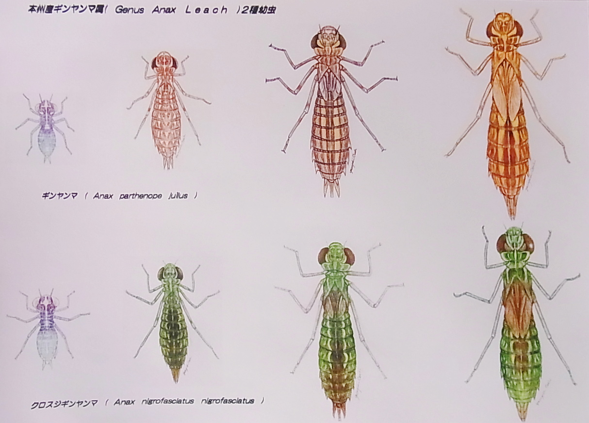 ヤゴから見えるトンボの不思議 16