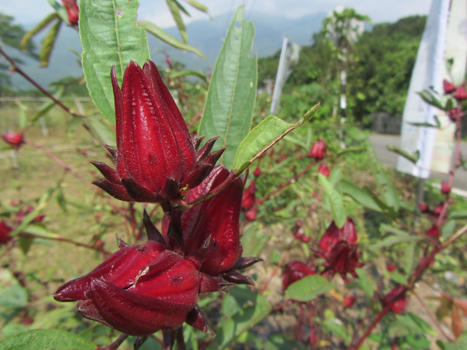 Estudiando Agricultura en Taiwán: Rosa de Jamaica: cosecha y separación de  cáliz