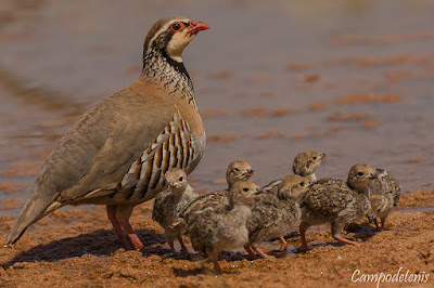 Perdiu roja (Alectoris rufa)