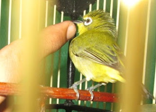 cipoh jinak cipoh jinak
