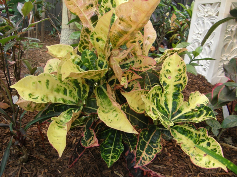 Tropical Breeze is a Sydney tropical garden filled with a wide variety ...
