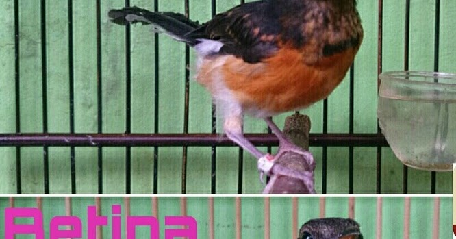 Cara Membedakan Burung Murai Batu Jantan Dan Betina Trotolan