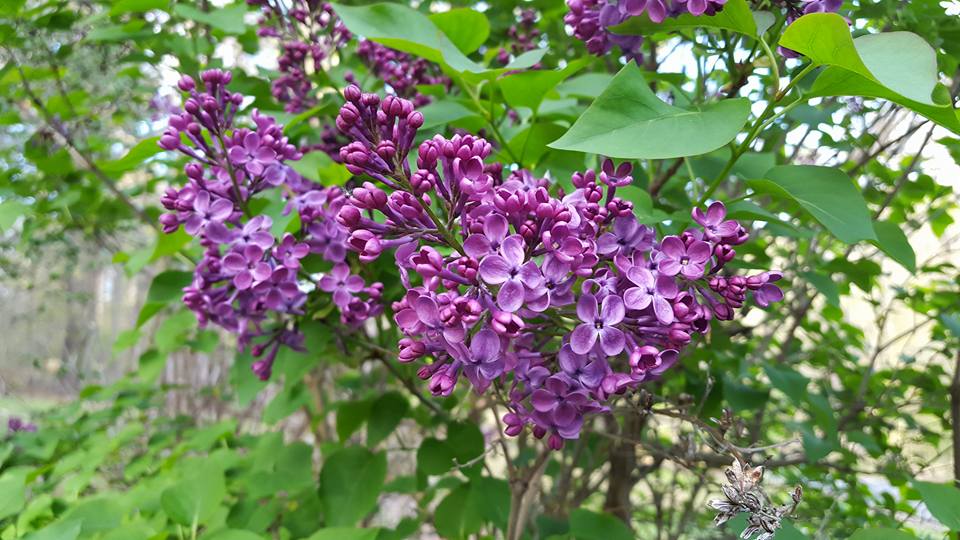Head in the Clouds Amherst Lilacs now in the dooryard bloom