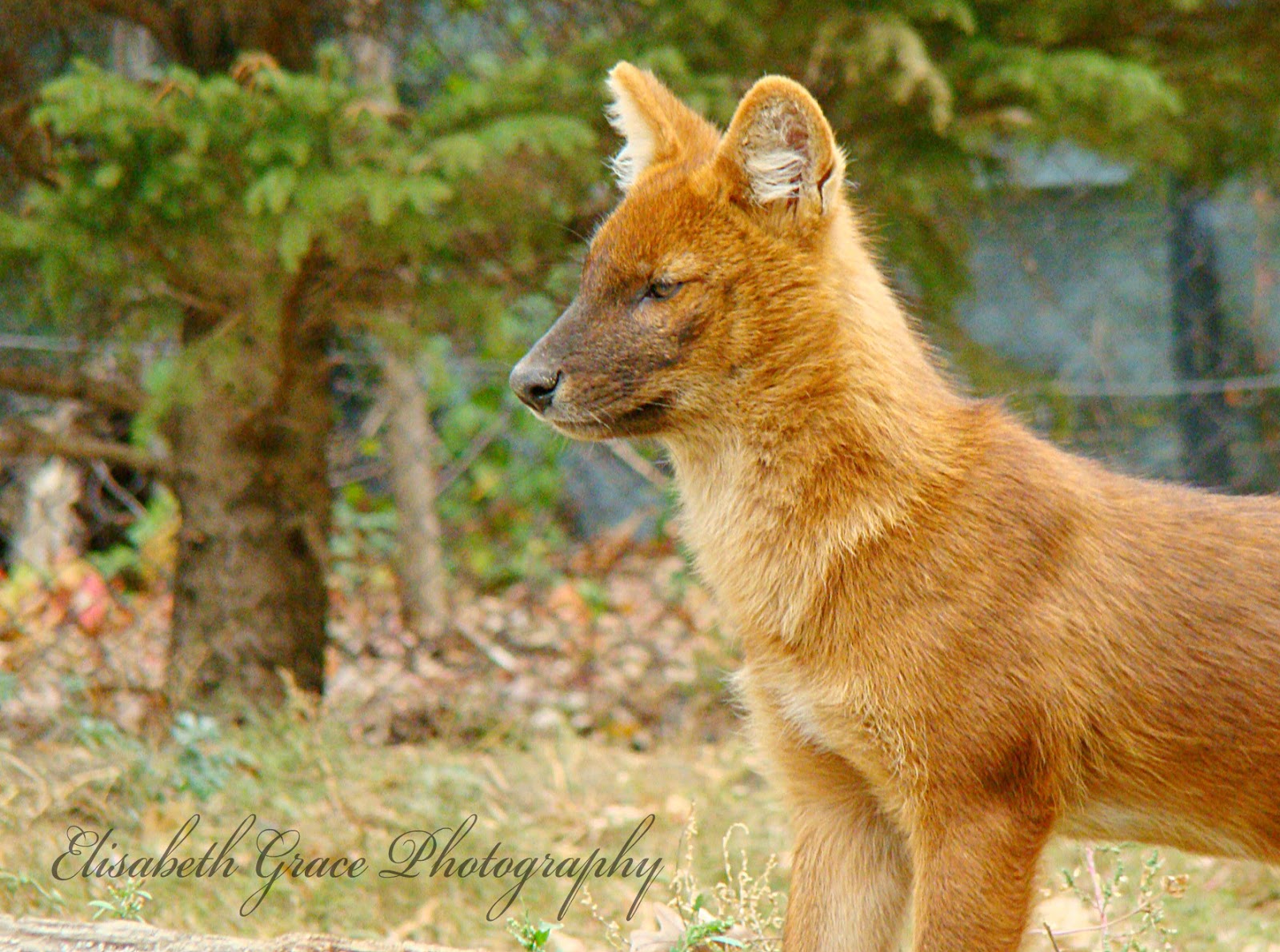 Elisabeth Grace Photography and Gallery Minneapolis Zoo Photoshoot