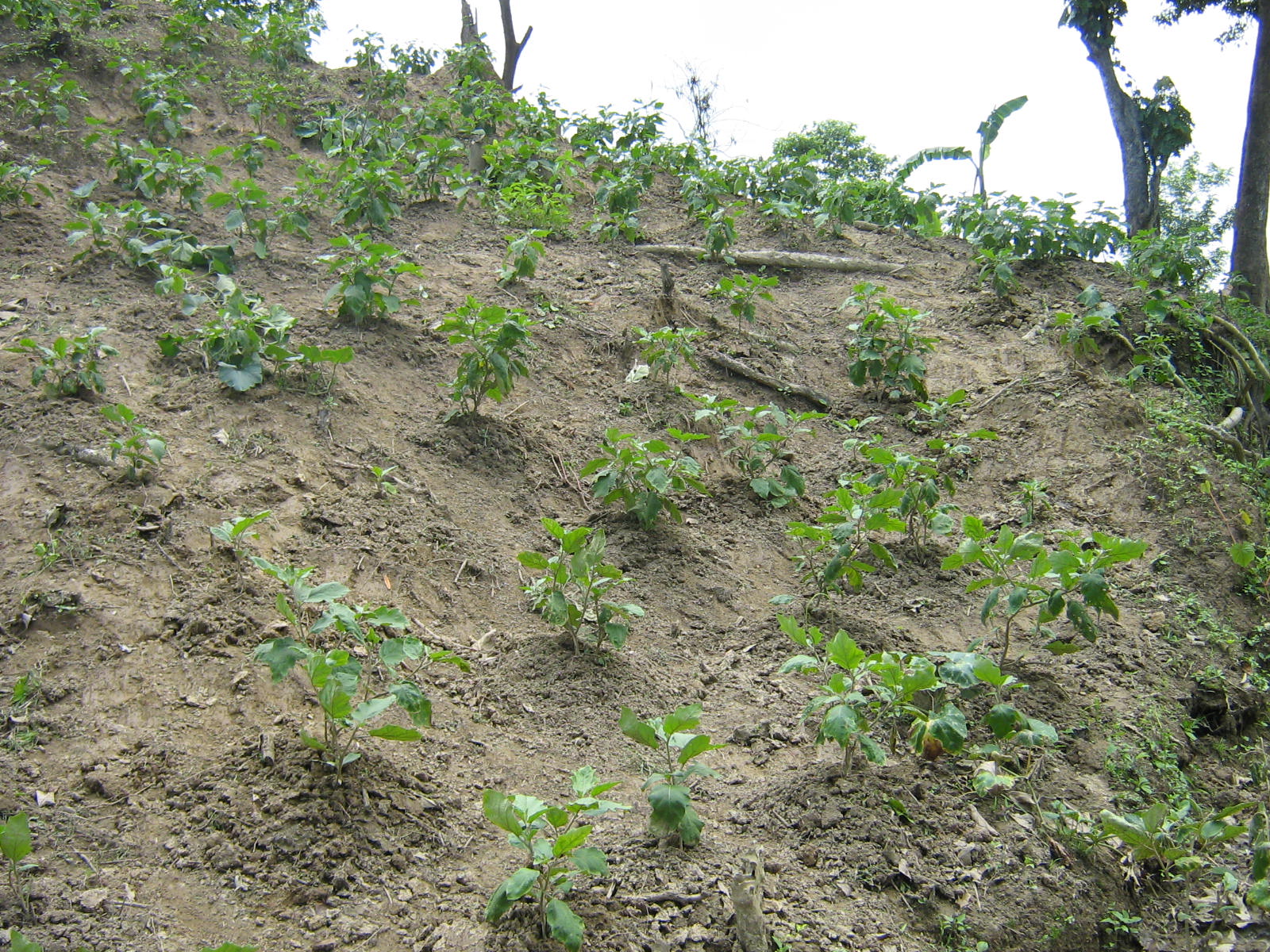 KEEP ASIA GREEN SHIFTING CULTIVATION IN BANGLADESH keep-asia-green-shifting-cultivation-in-bangladesh