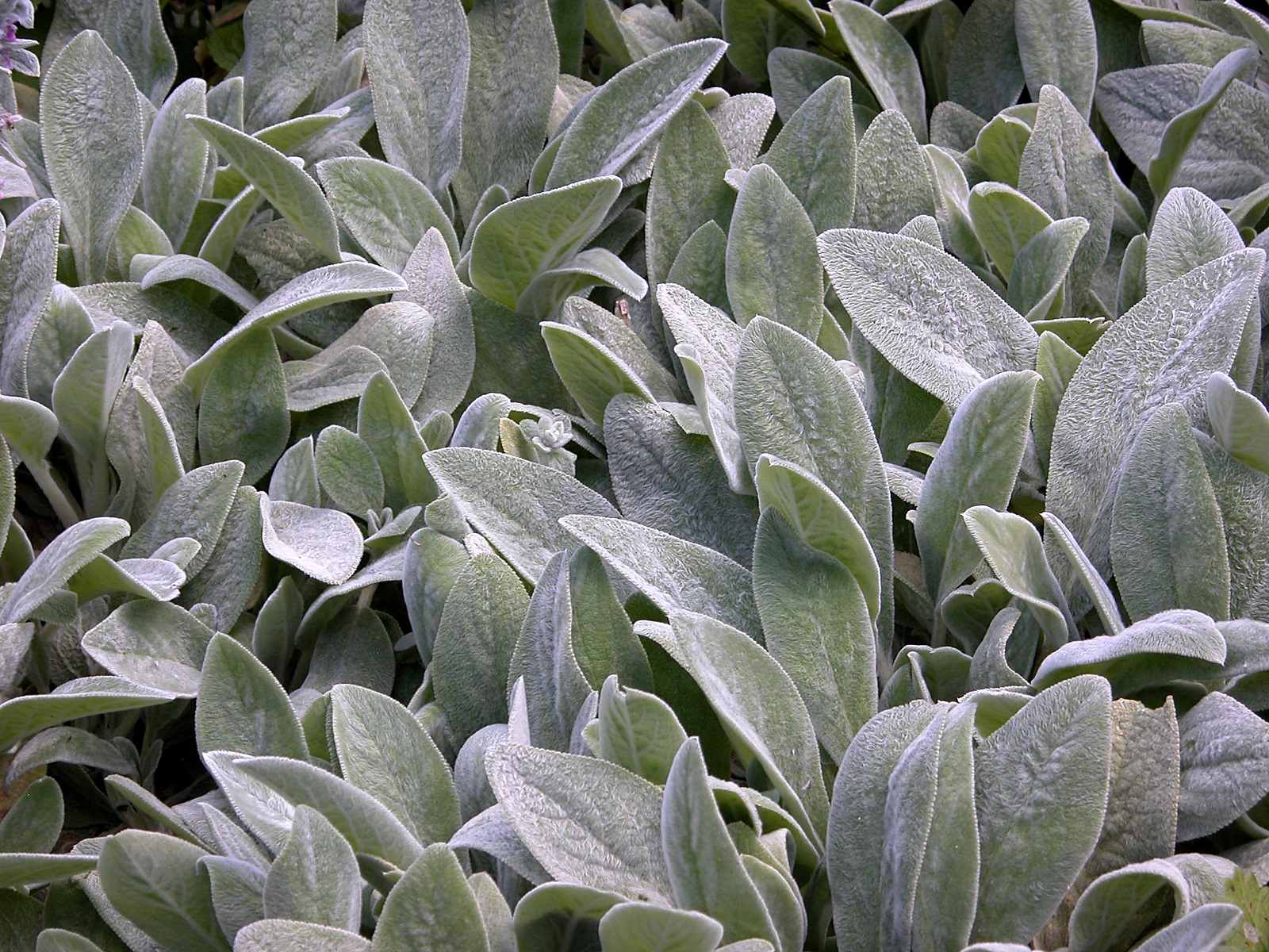 Real Monstrosities Lamb's Ear