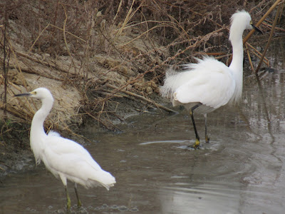 Sacramento National Wildlife Refuge