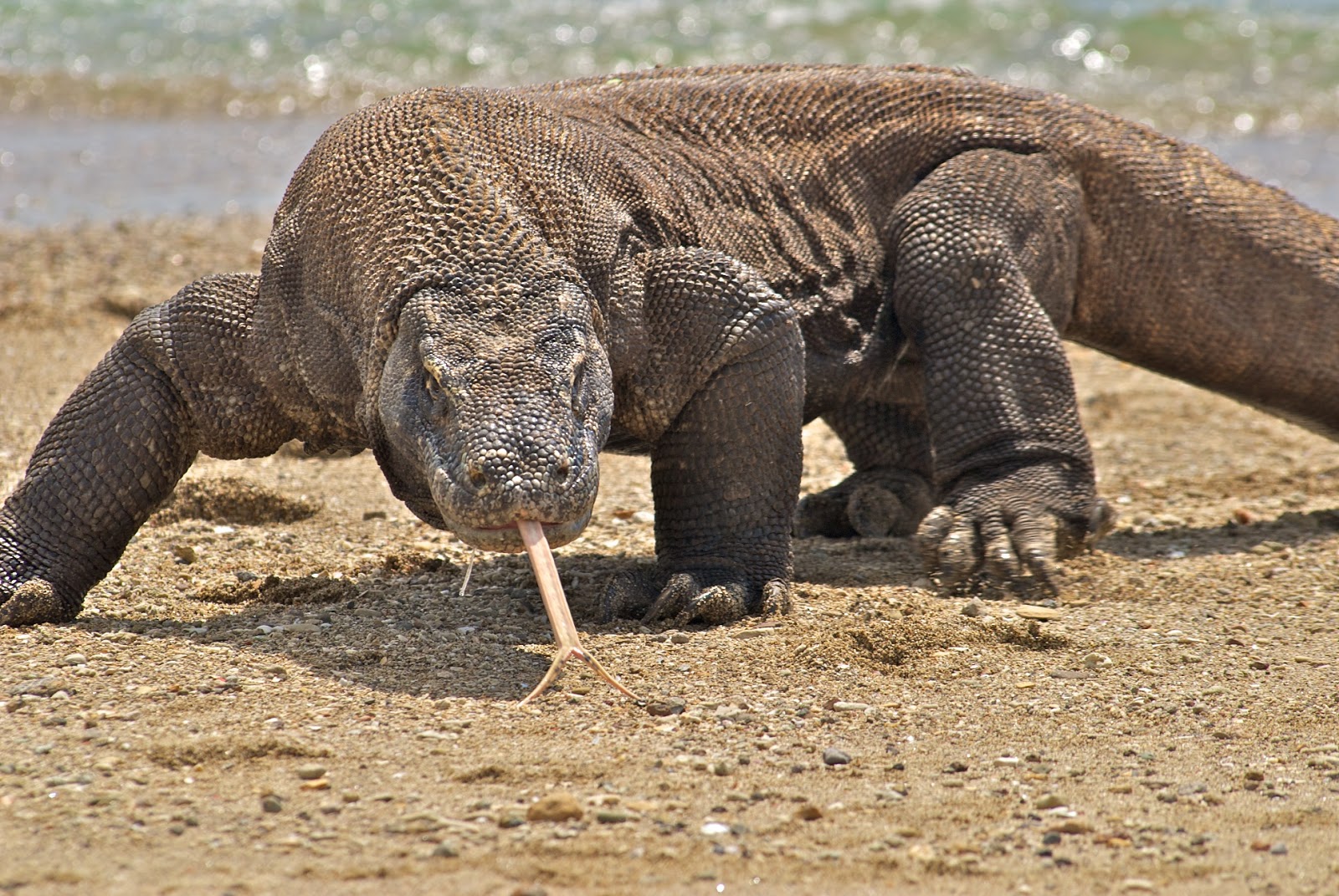Komodo fisiologi dan perilaku di habitat alami