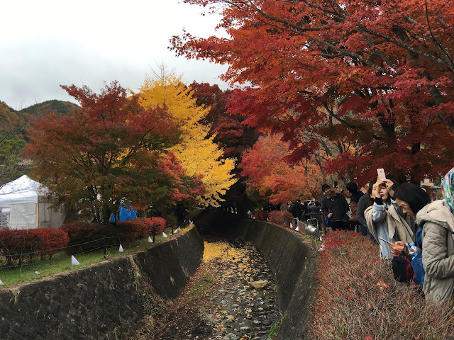 紅葉回廊 2015 momiji tunnel maples corridor lake kawaguchi kawaguchiko red leaves autumn fall