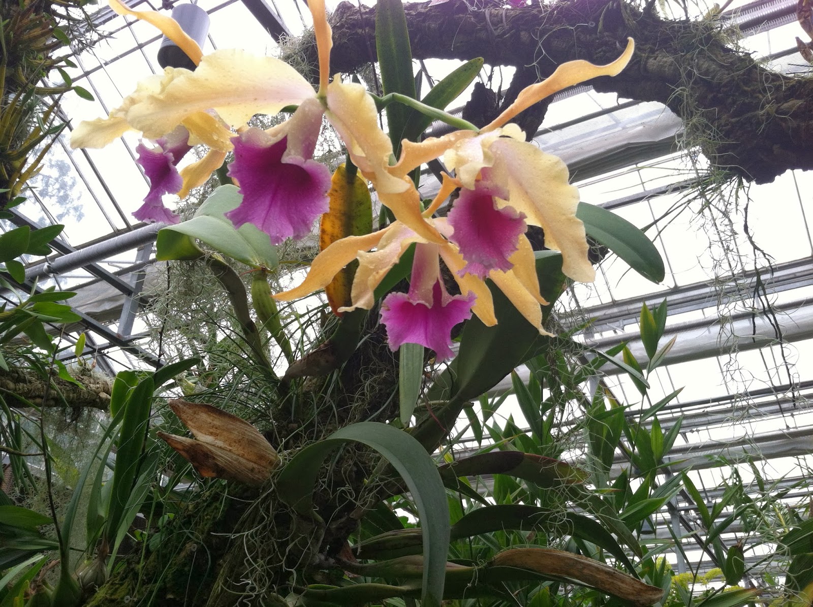Are orchids air plants