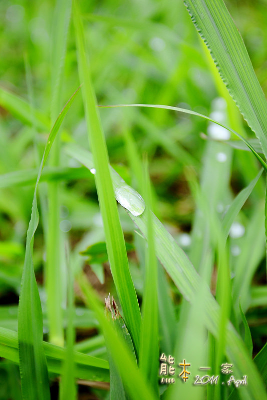 石園農場|釣魚場|兒童戲水池