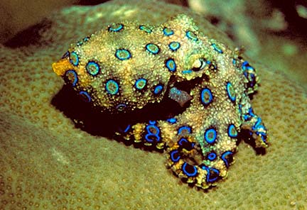 Animals of the world Hapalochlaena