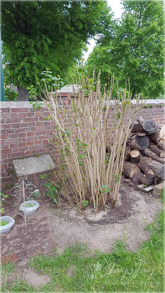 Sternensinn Garten Und Mehr Mai 2019