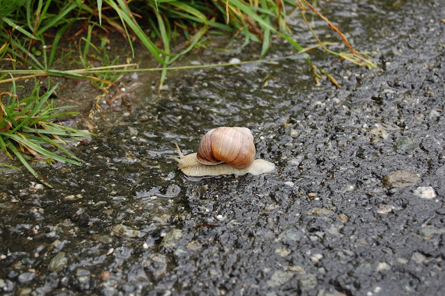 DSC_7981.JPG