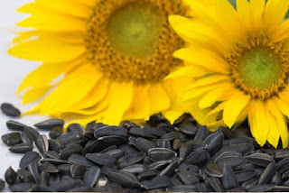 exporters of sunflower seeds