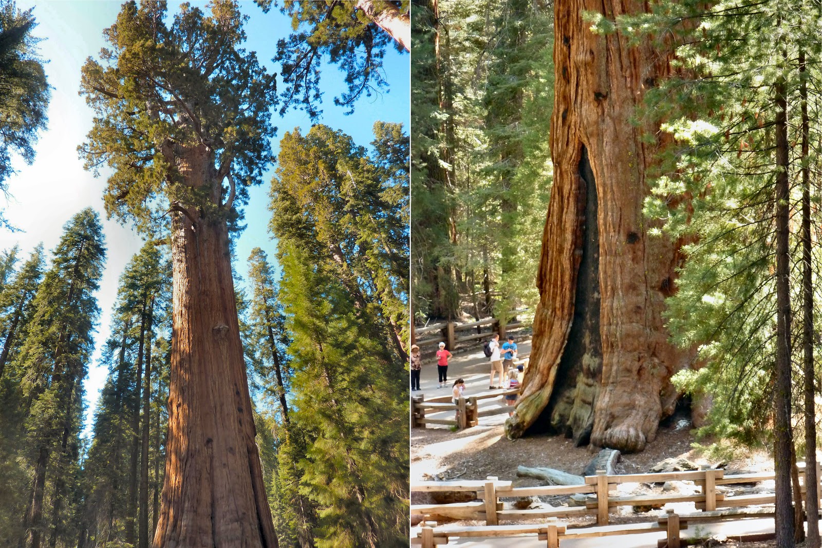 How Was Your Trip?: Yosemite and Sequoia-Kings Canyon National Parks
